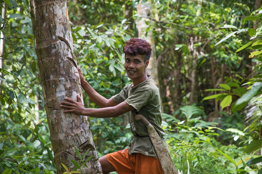 coconut harvesting Indonesia