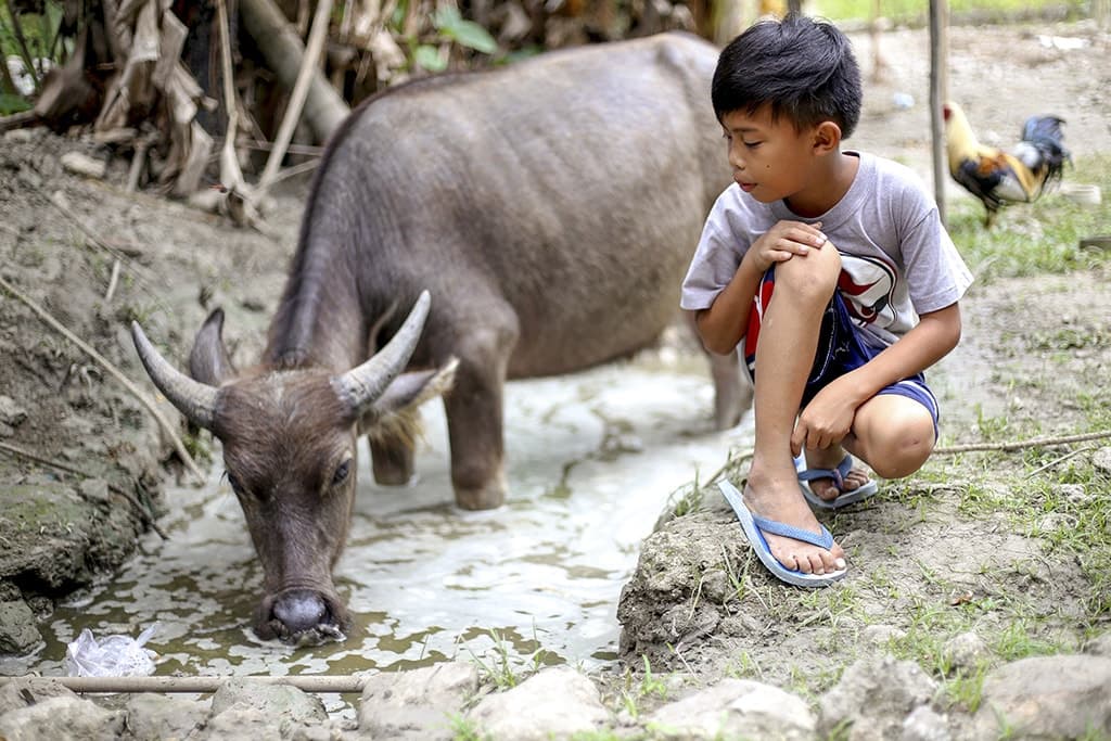 prized possession water buffalo