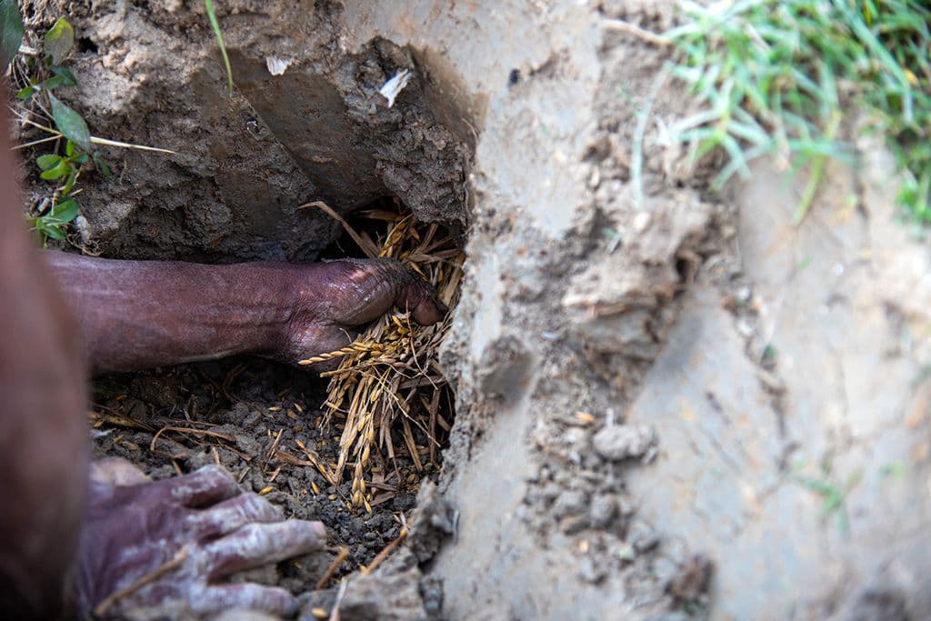 Extreme jobs rice scavenging