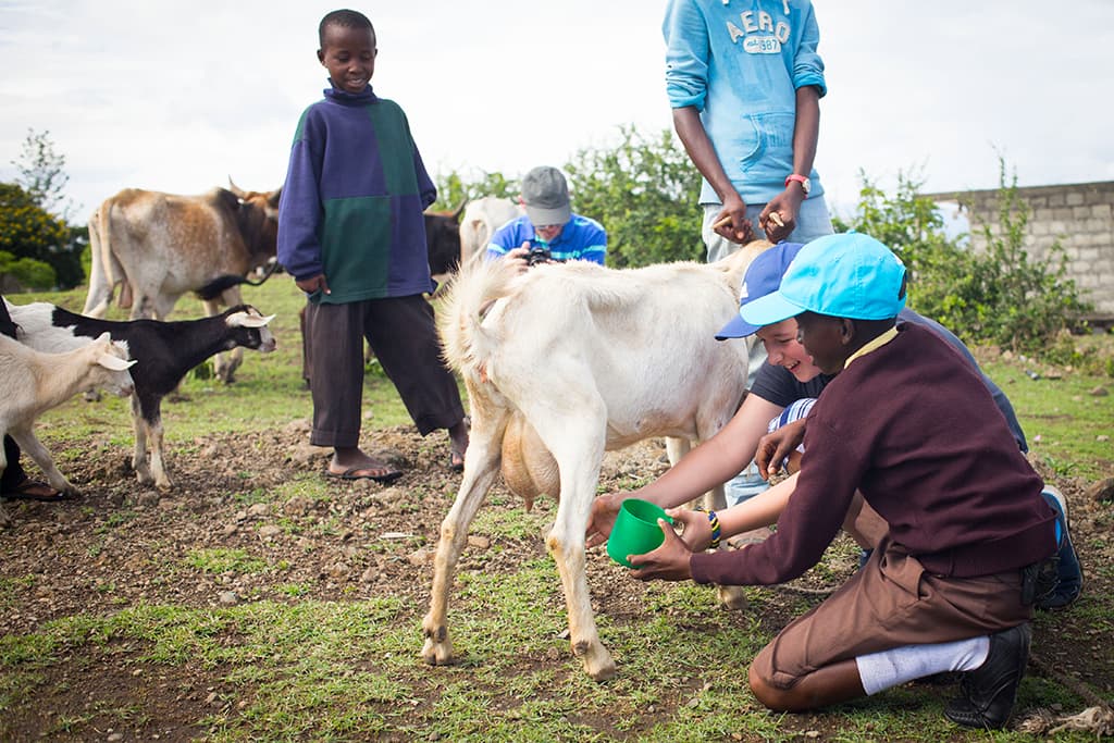 Milking cow in Tanzania