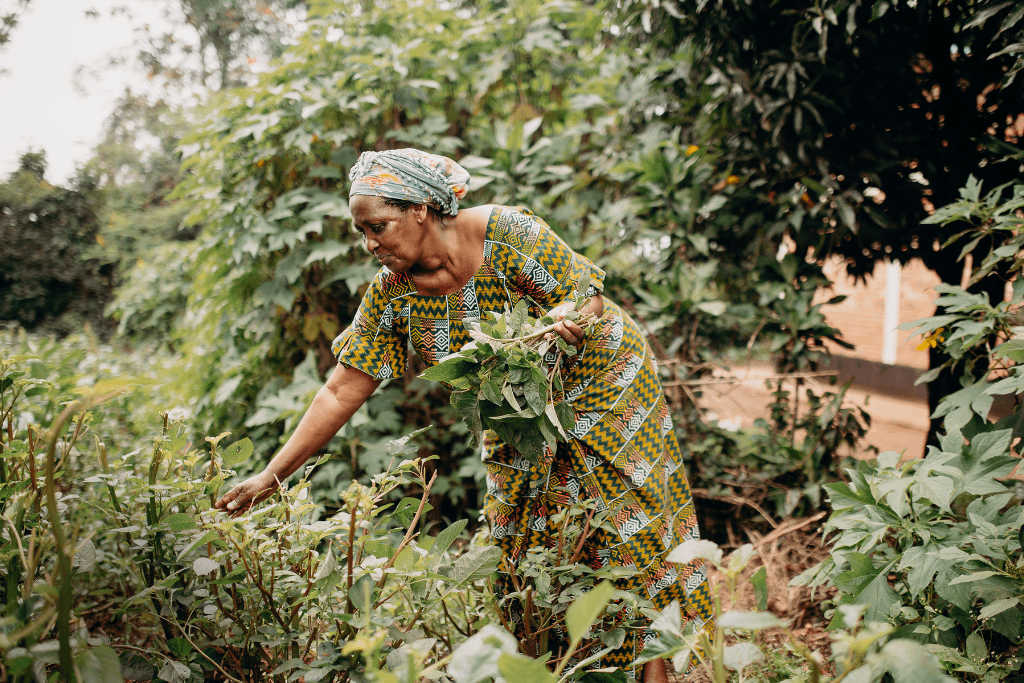 Incredible team of cooks picking vegetables