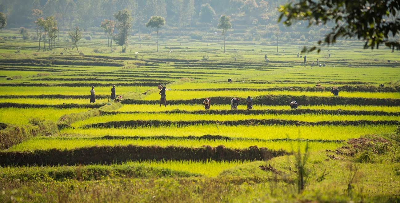 Rice fields in Rwanda 1