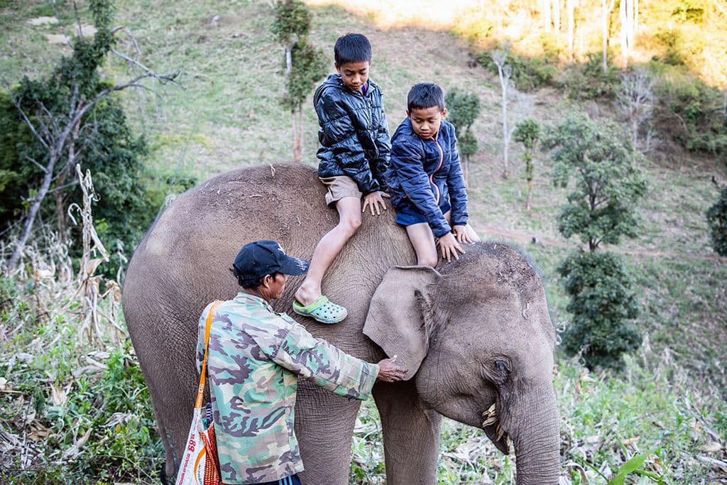 Elephant keeping in Thailand