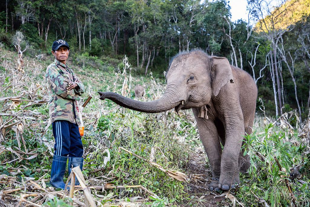 Extreme jobs elephant keeping