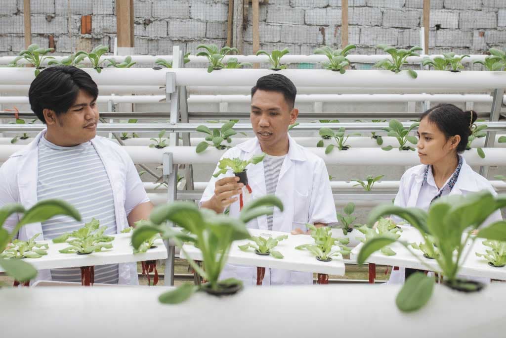 Frizky and friends in a hydroponic garden