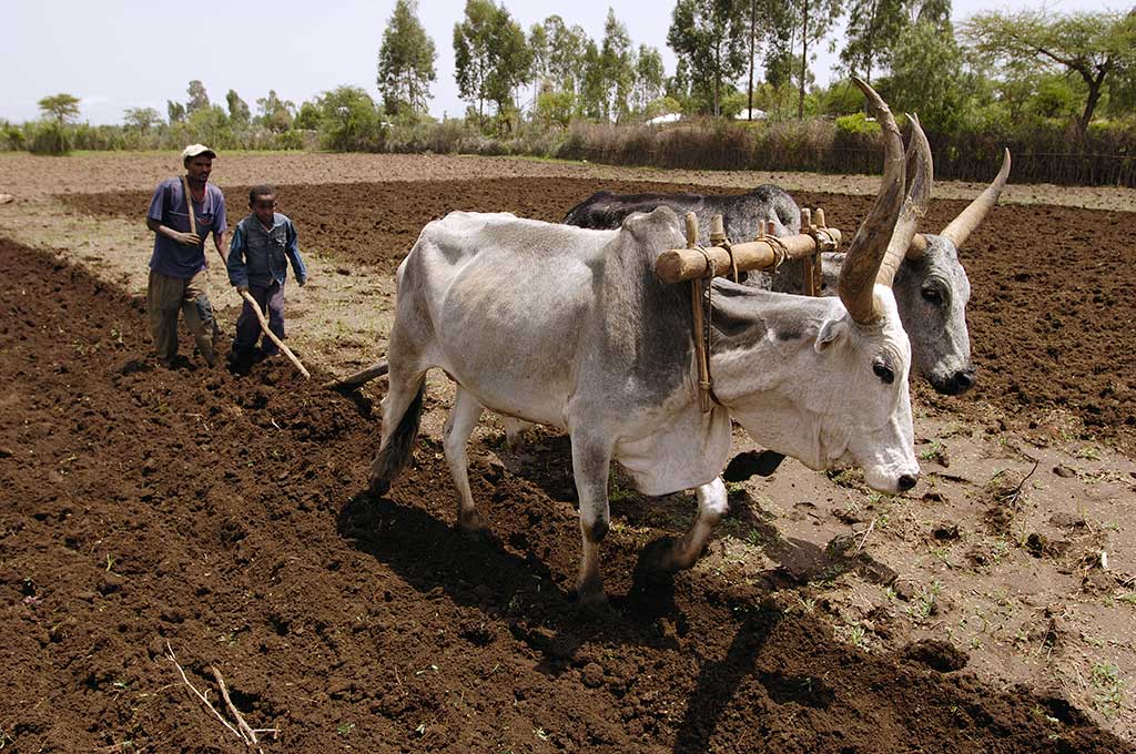 Farming in Ethiopia
