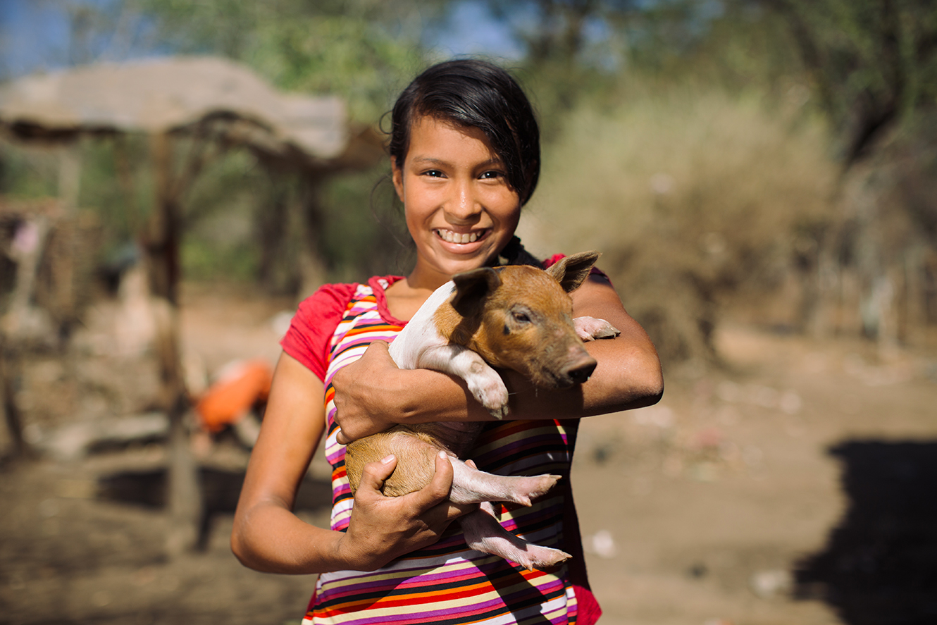 livestock in Nicaragua