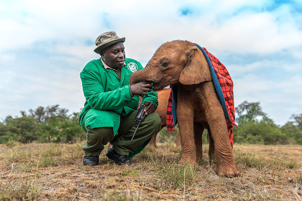 David Sheldrick Wildlife Trust Kenya