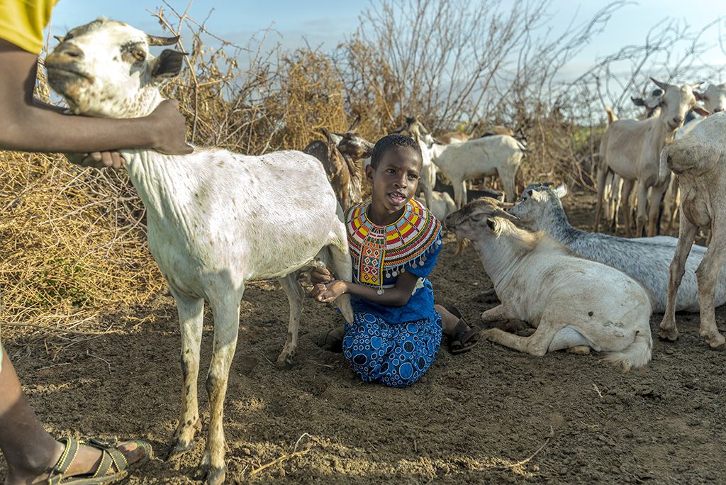 milking goats kenya