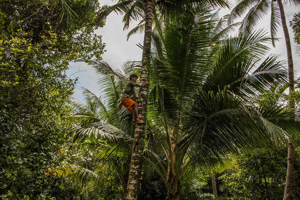 Extreme jobs coconut harvesting